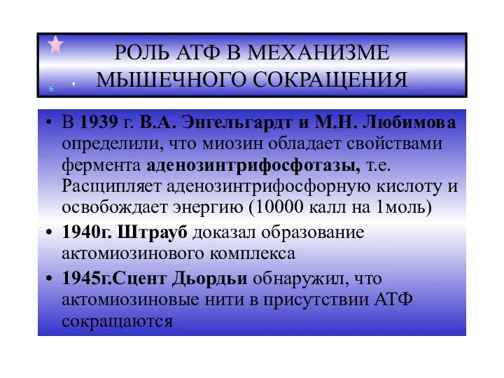 РОЛЬ АТФ В МЕХАНИЗМЕ МЫШЕЧНОГО СОКРАЩЕНИЯ В 1939 г. В.А.