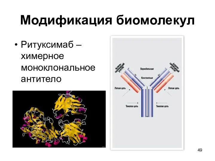 Модификация биомолекул Ритуксимаб – химерное моноклональное антитело