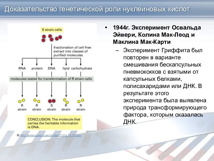 Доказательство генетической роли нуклеиновых кислот 1944г. Эксперимент Освальда Эйвери, Колина