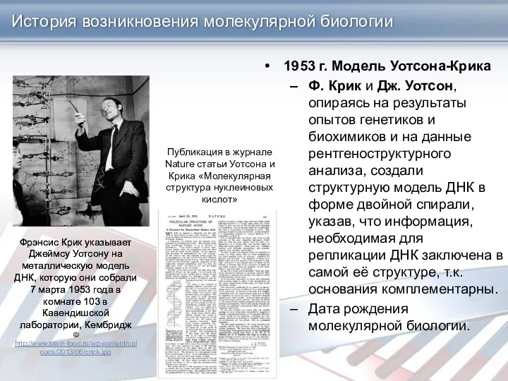 История возникновения молекулярной биологии 1953 г. Модель Уотсона-Крика Ф. Крик и Дж. Уотсон,