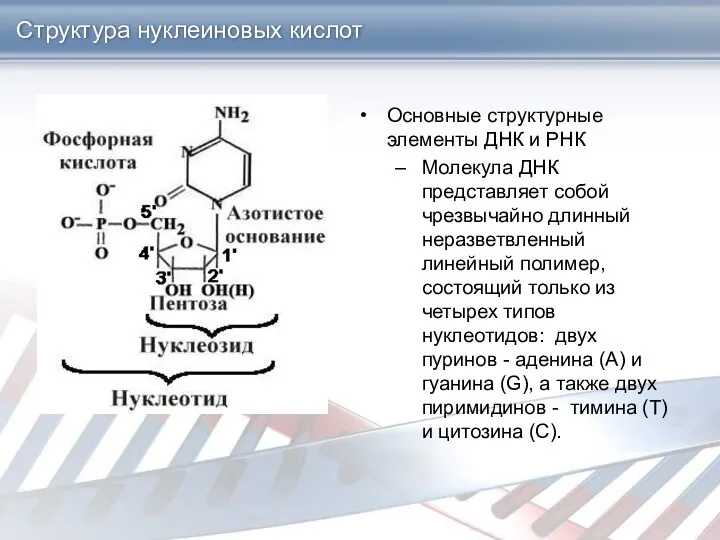 Структура нуклеиновых кислот Основные структурные элементы ДНК и РНК Молекула