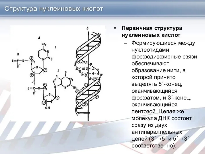 Структура нуклеиновых кислот Первичная структура нуклеиновых кислот Формирующиеся между нуклеотидами