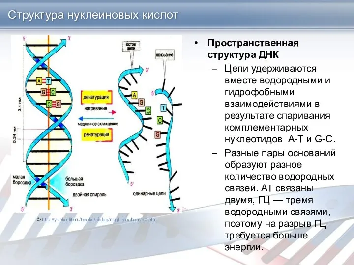 Структура нуклеиновых кислот Пространственная структура ДНК Цепи удерживаются вместе водородными и гидрофобными взаимодействиями