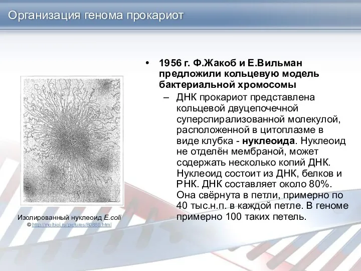 Организация генома прокариот 1956 г. Ф.Жакоб и Е.Вильман предложили кольцевую модель бактериальной хромосомы