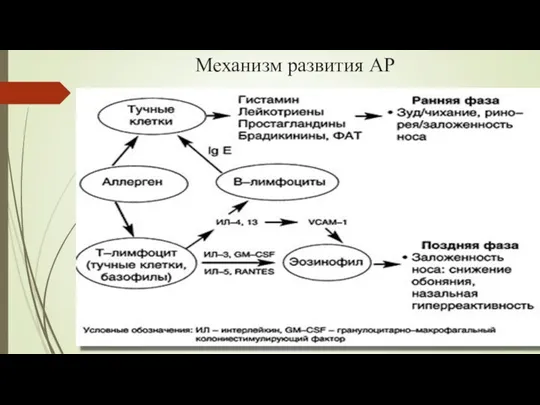 Механизм развития АР