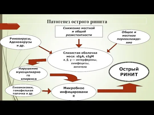 Патогенез острого ринита Риновирусы, Аденовирусы и др. Слизистая оболочка носа: