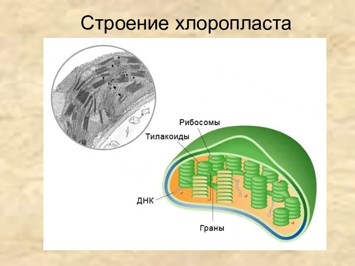 Строение хлоропласта