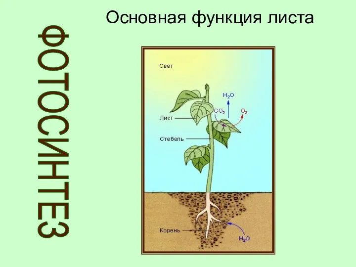 ФОТОСИНТЕЗ Основная функция листа