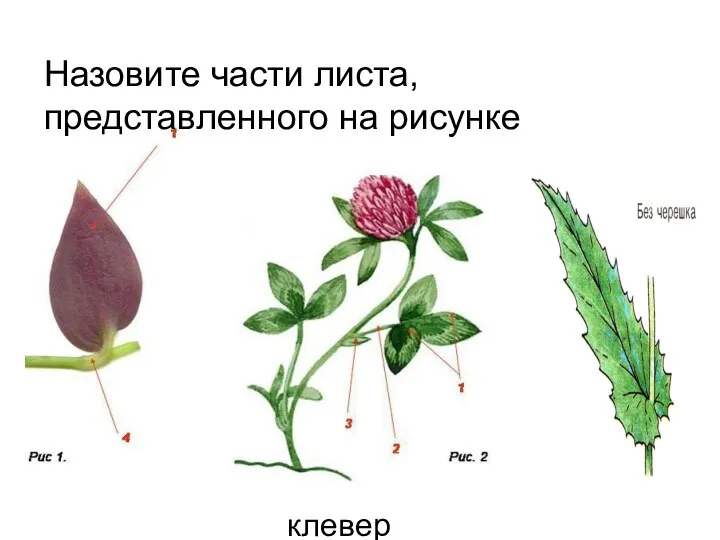 Назовите части листа, представленного на рисунке клевер