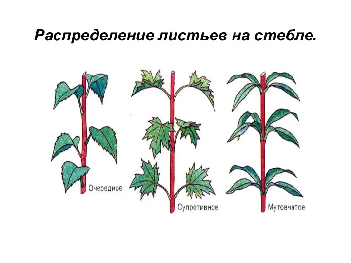 Распределение листьев на стебле.