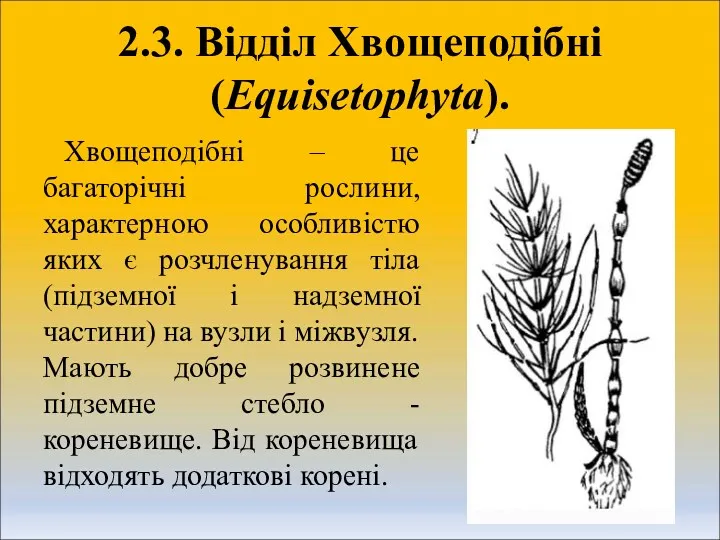 2.3. Відділ Хвощеподібні (Equisetophyta). Хвощеподібні – це багаторічні рослини, характерною особливістю яких є