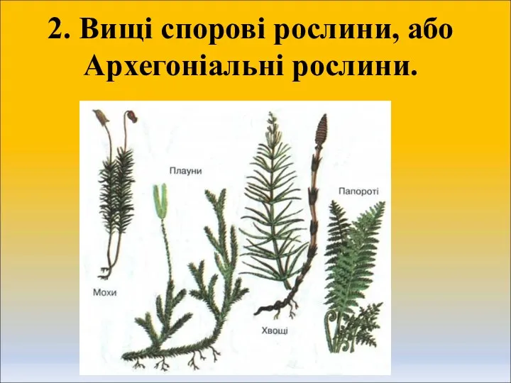 2. Вищі спорові рослини, або Архегоніальні рослини.