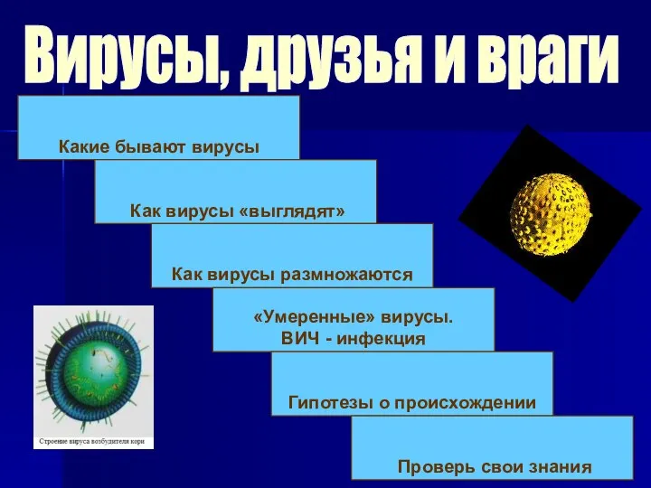 Какие бывают вирусы Как вирусы «выглядят» Как вирусы размножаются «Умеренные»