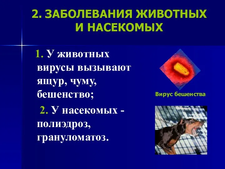 2. ЗАБОЛЕВАНИЯ ЖИВОТНЫХ И НАСЕКОМЫХ 1. У животных вирусы вызывают