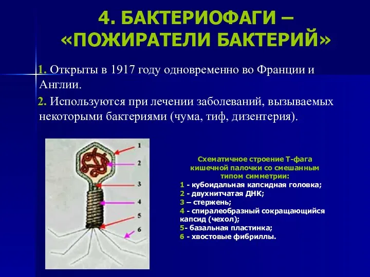 4. БАКТЕРИОФАГИ – «ПОЖИРАТЕЛИ БАКТЕРИЙ» 1. Открыты в 1917 году