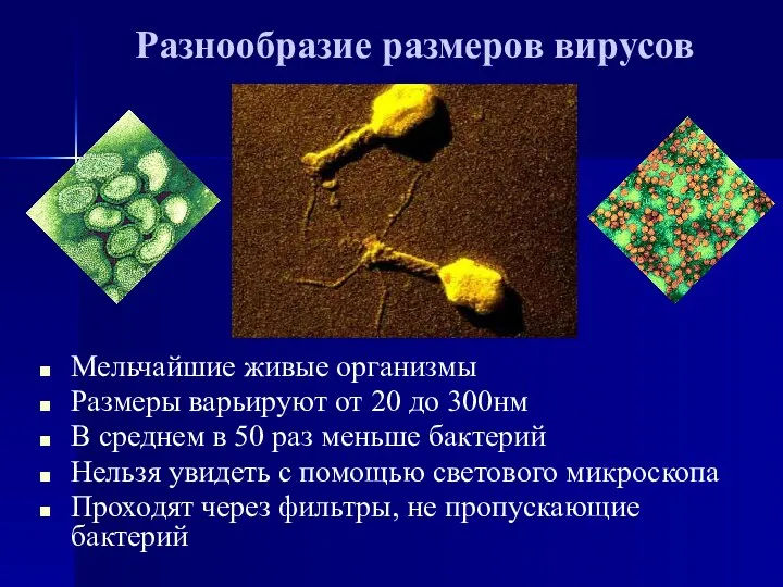 Разнообразие размеров вирусов Мельчайшие живые организмы Размеры варьируют от 20