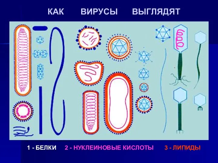 КАК ВИРУСЫ ВЫГЛЯДЯТ 1 - БЕЛКИ 2 - НУКЛЕИНОВЫЕ КИСЛОТЫ 3 - ЛИПИДЫ