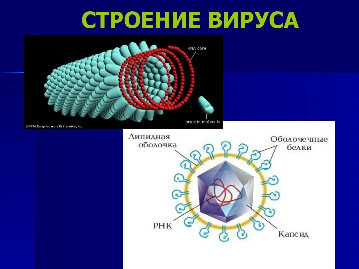 СТРОЕНИЕ ВИРУСА