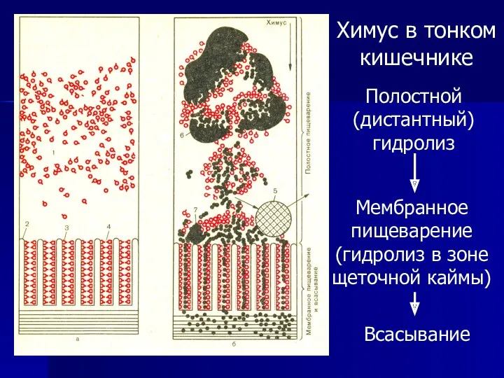 Химус в тонком кишечнике Полостной (дистантный) гидролиз Мембранное пищеварение (гидролиз в зоне щеточной каймы) Всасывание