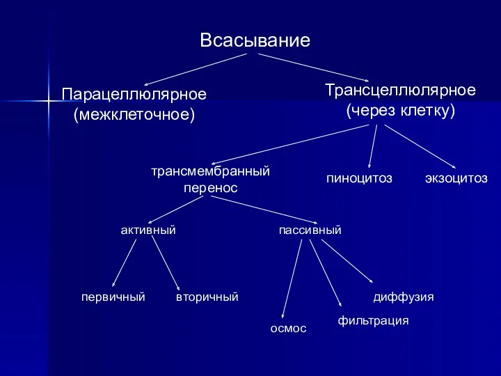 Всасывание Парацеллюлярное (межклеточное) Трансцеллюлярное (через клетку) трансмембранный перенос пиноцитоз экзоцитоз