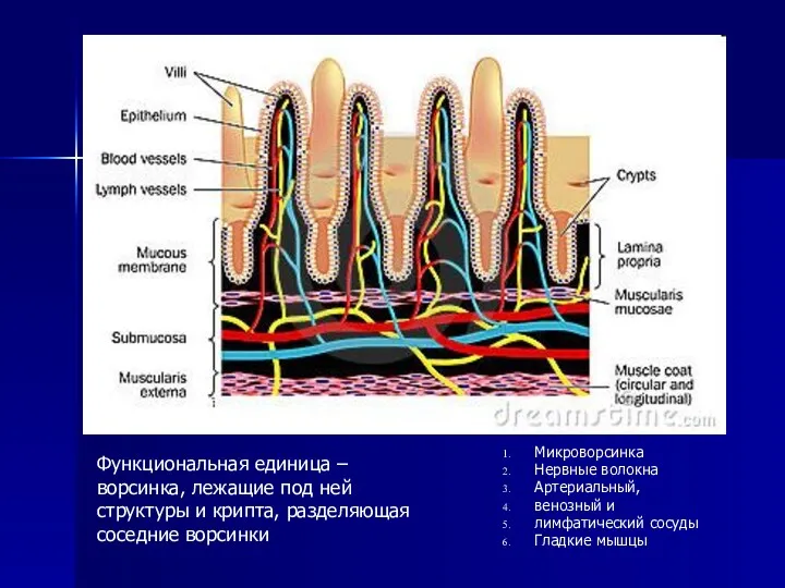 Микроворсинка Нервные волокна Артериальный, венозный и лимфатический сосуды Гладкие мышцы