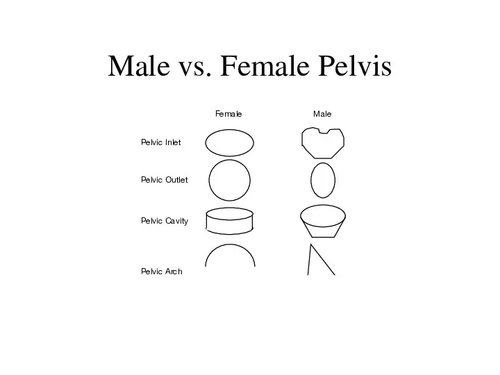Male vs. Female Pelvis