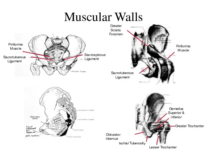 Muscular Walls Obturator Internus