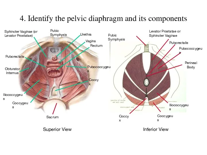 4. Identify the pelvic diaphragm and its components Sacrum Pubic Symphysis Urethra Rectum