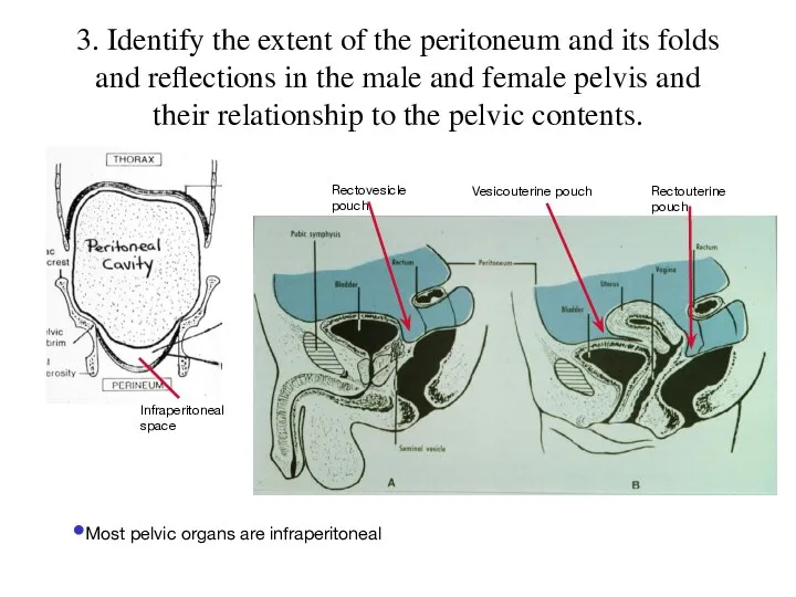 3. Identify the extent of the peritoneum and its folds and reflections in