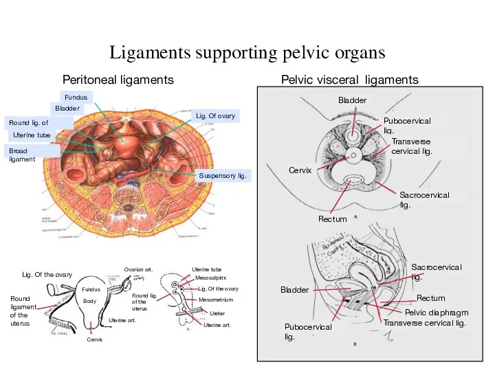 Ligaments supporting pelvic organs