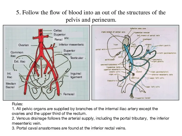 5. Follow the flow of blood into an out of the structures of