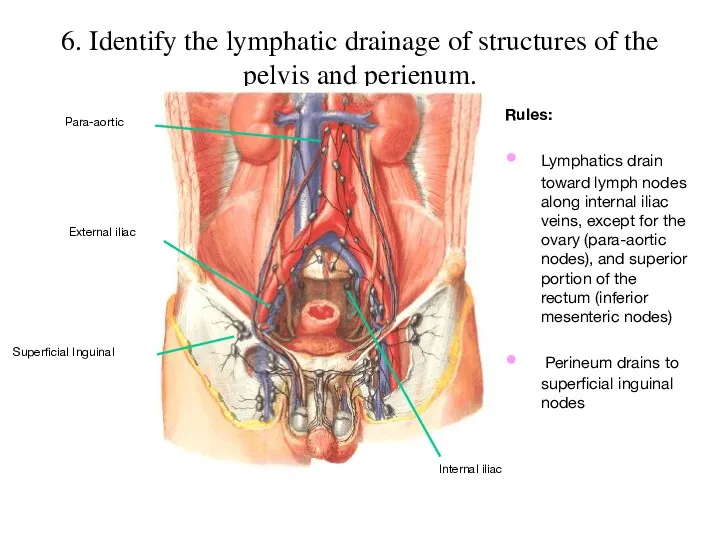 6. Identify the lymphatic drainage of structures of the pelvis and perienum. Rules: