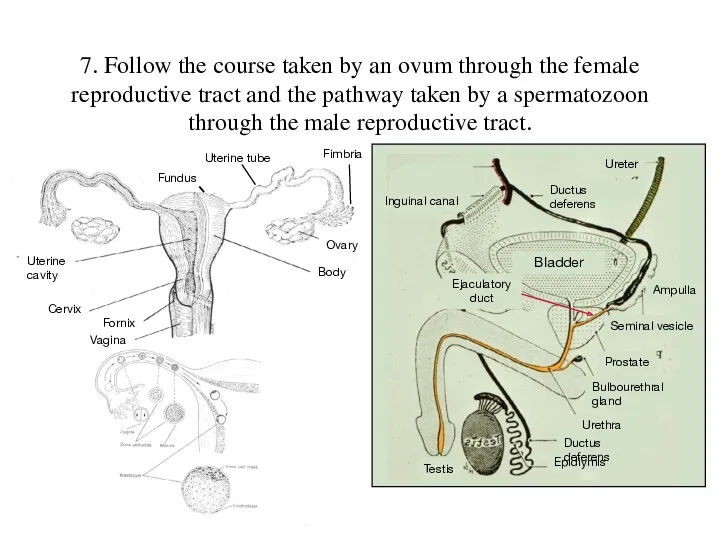 7. Follow the course taken by an ovum through the female reproductive tract