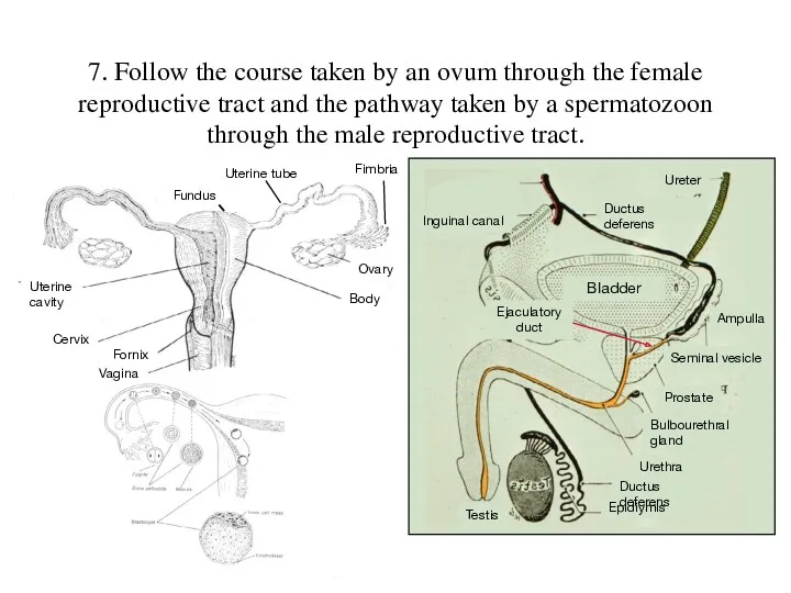 7. Follow the course taken by an ovum through the