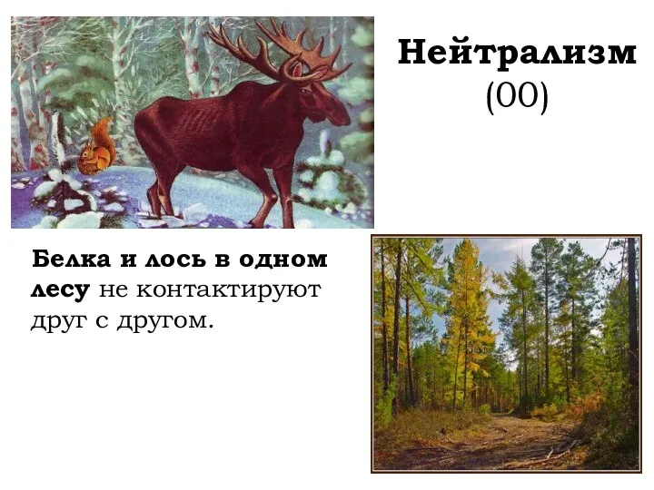 Нейтрализм (00) Белка и лось в одном лесу не контактируют друг с другом.