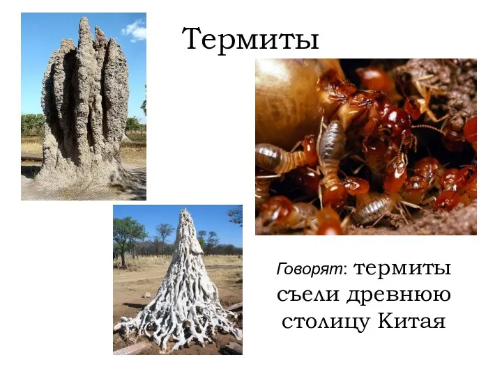 Термиты Говорят: термиты съели древнюю столицу Китая