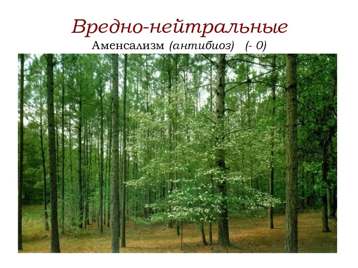 Вредно-нейтральные Аменсализм (антибиоз) (- 0)