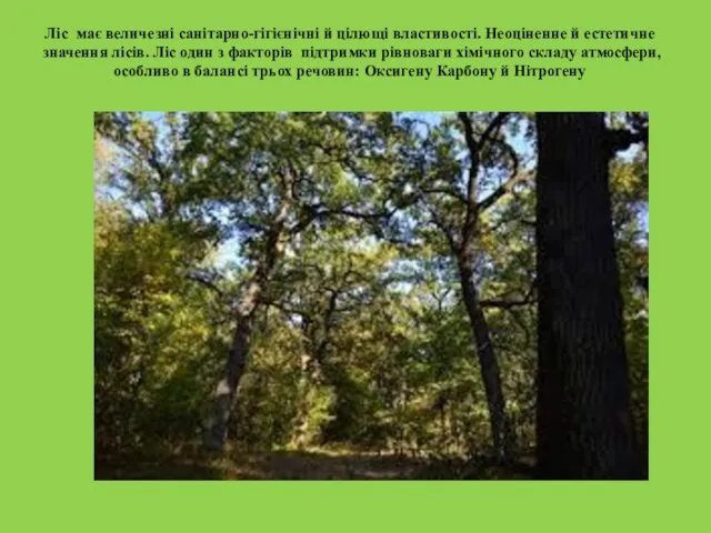 Ліс має величезні санітарно-гігієнічні й цілющі властивості. Неоціненне й естетичне