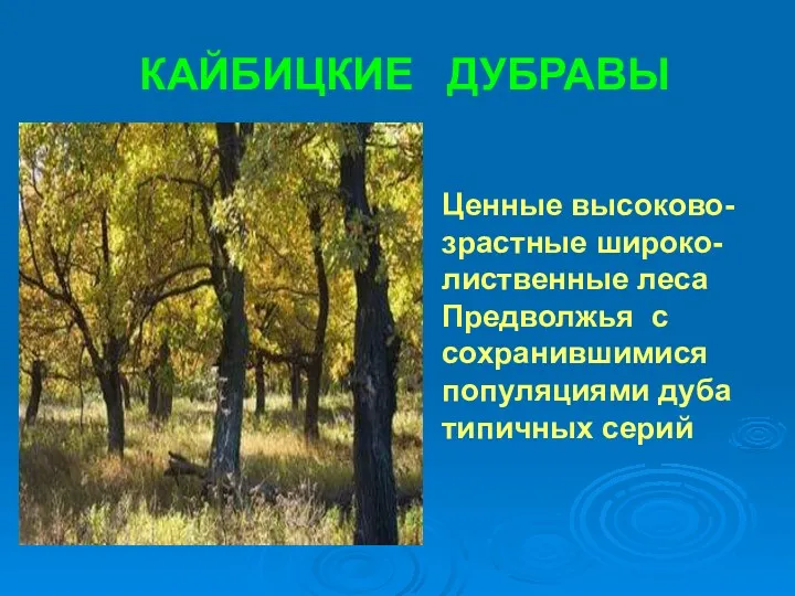 КАЙБИЦКИЕ ДУБРАВЫ Ценные высоково-зрастные широко-лиственные леса Предволжья с сохранившимися популяциями дуба типичных серий