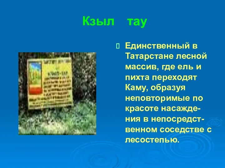 Кзыл тау Единственный в Татарстане лесной массив, где ель и пихта переходят Каму,