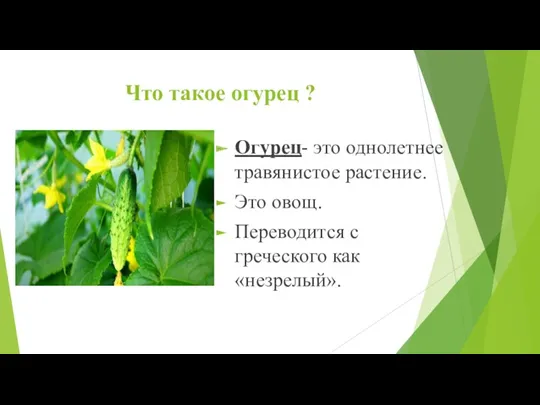 Что такое огурец ? Огурец- это однолетнее травянистое растение. Это овощ. Переводится с греческого как «незрелый».