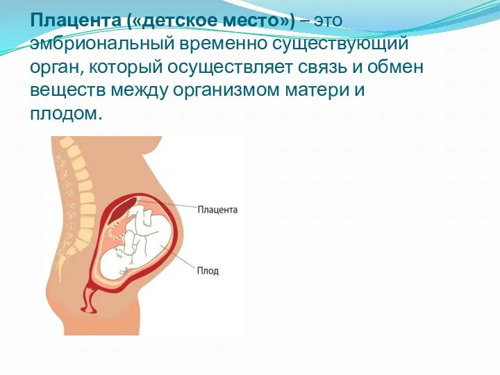 Плацента («детское место») – это эмбриональный временно существующий орган, который