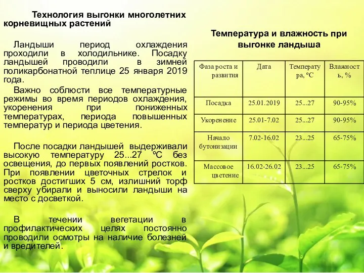 Технология выгонки многолетних корневищных растений Ландыши период охлаждения проходили в