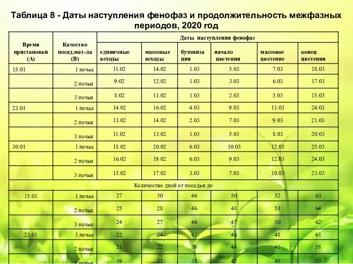 Таблица 8 - Даты наступления фенофаз и продолжительность межфазных периодов, 2020 год