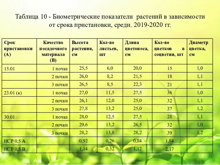 Таблица 10 - Биометрические показатели растений в зависимости от срока пристановки, средн. 2019-2020 гг.