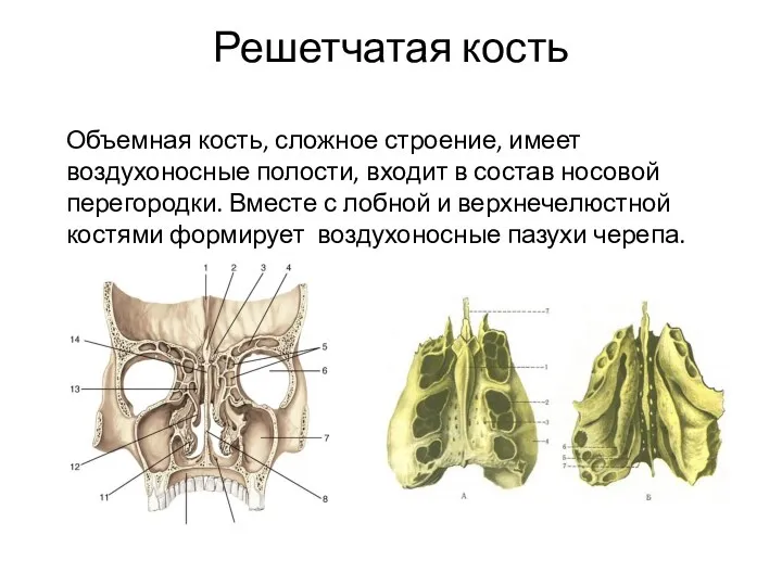 Решетчатая кость Объемная кость, сложное строение, имеет воздухоносные полости, входит