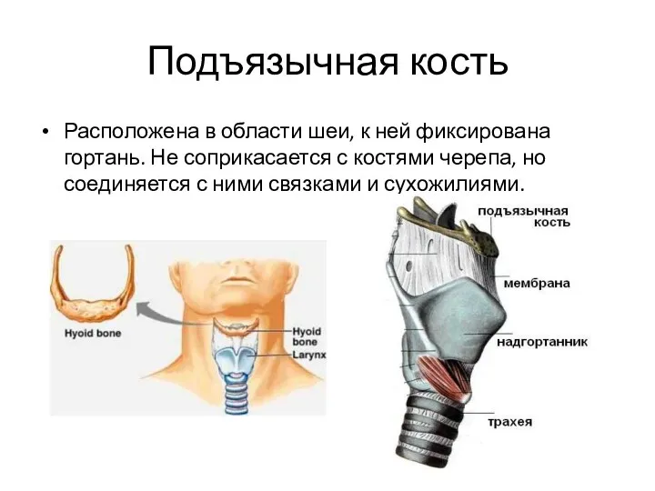 Подъязычная кость Расположена в области шеи, к ней фиксирована гортань.