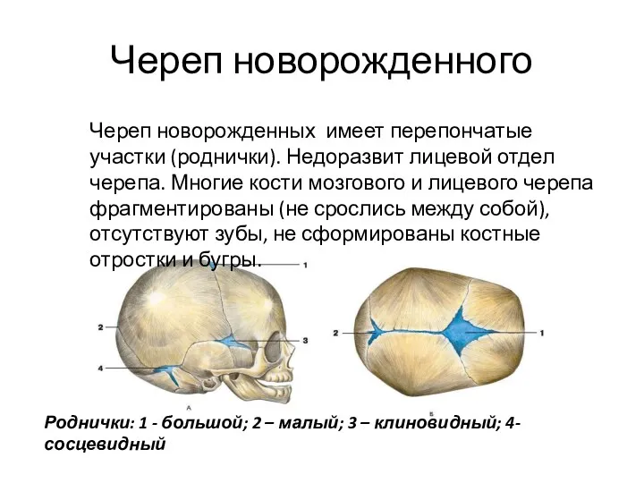 Череп новорожденного Роднички: 1 - большой; 2 – малый; 3