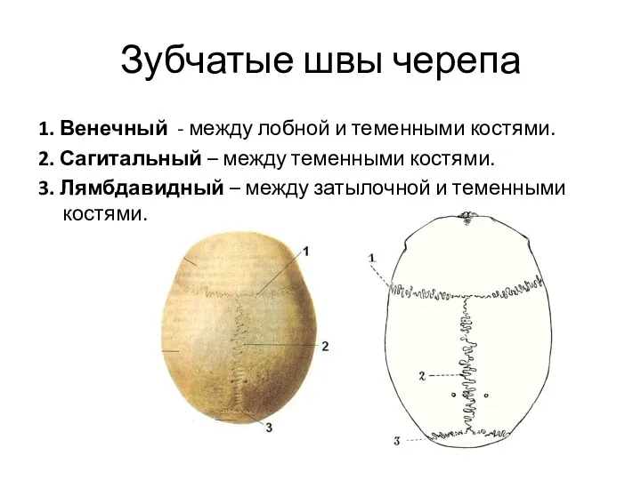 Зубчатые швы черепа 1. Венечный - между лобной и теменными