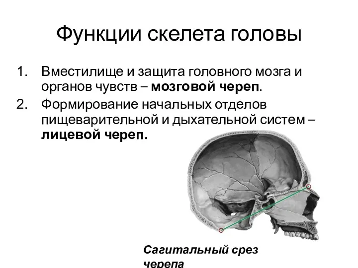 Функции скелета головы Вместилище и защита головного мозга и органов